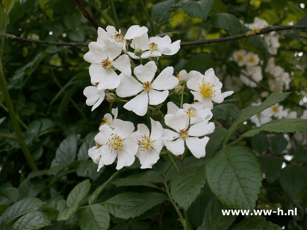 Rosa multiflora v.a. 0,75